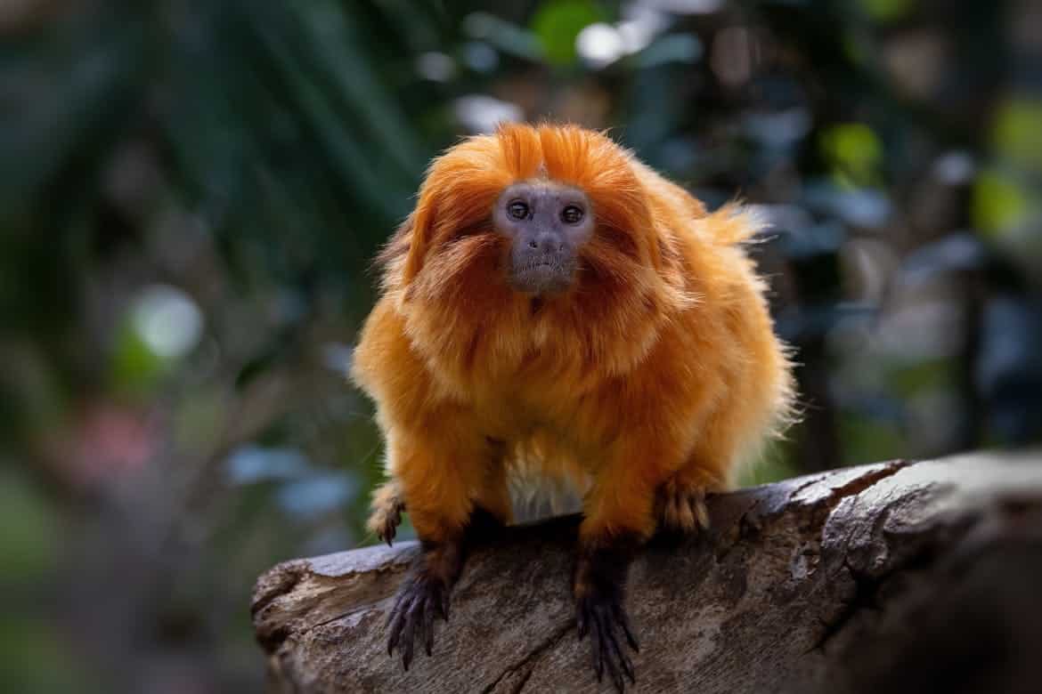 Lion Tamarin